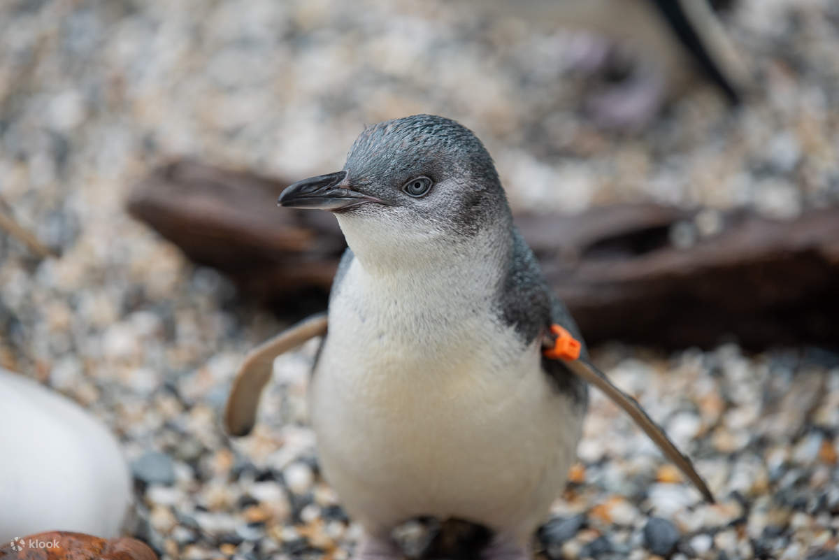 Vé Trung Tâm Động Vật Hoang Dã West Coast