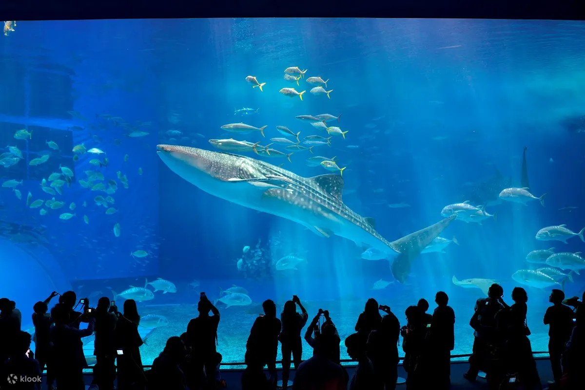 沖繩必去 沖繩美麗海水族館門票 Klook 客路