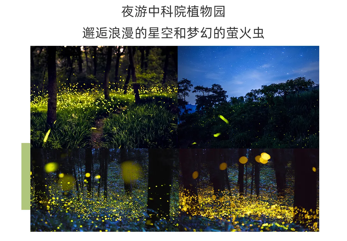 中科院植物园萤火虫