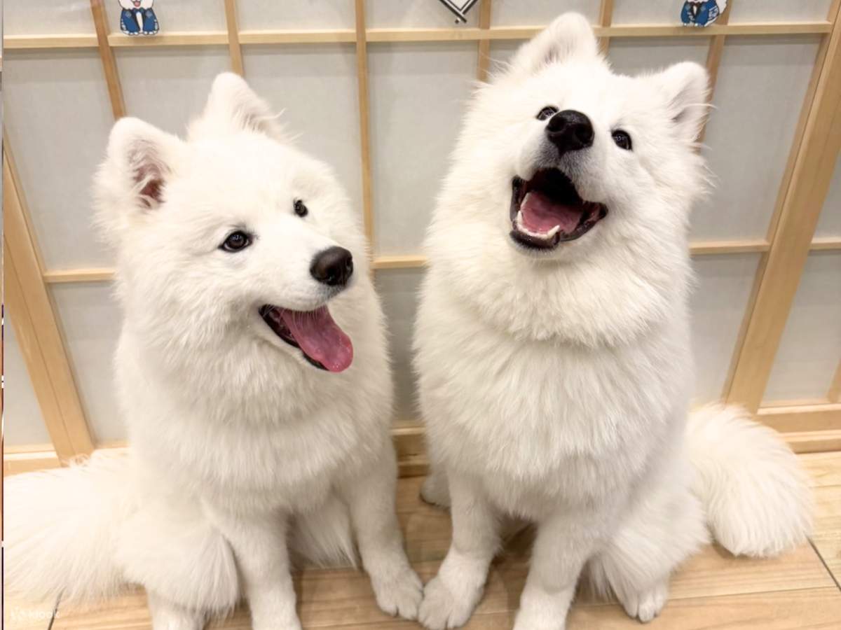 Trải nghiệm Samoyed: Đến gần hơn ở Harajuku 