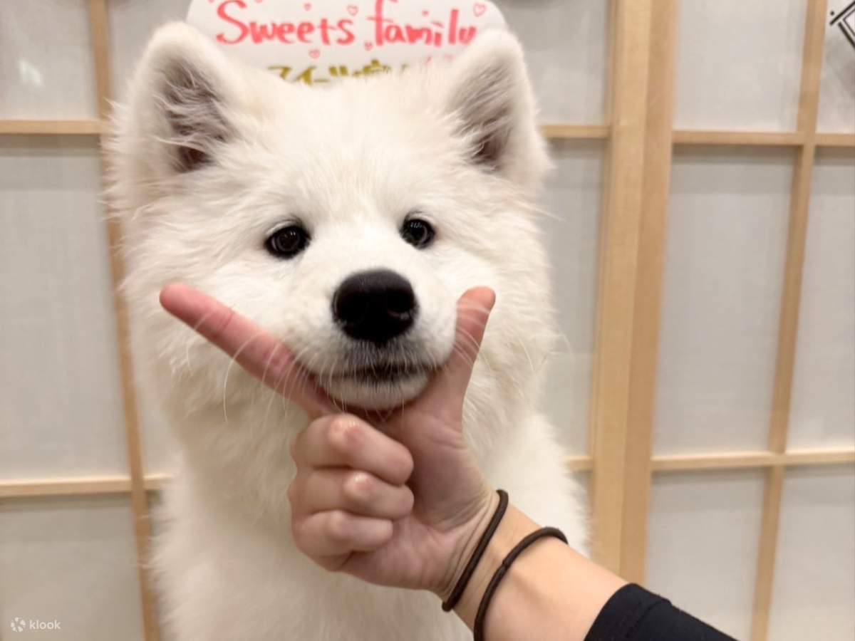 Samoyed Experience: Get Up Close and Personal in Harajuku 