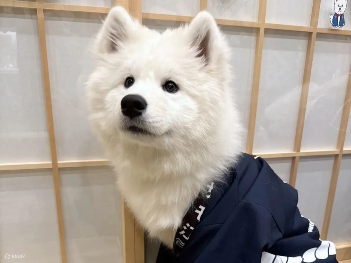 萨摩耶体验：在原宿近距离接触萨摩耶