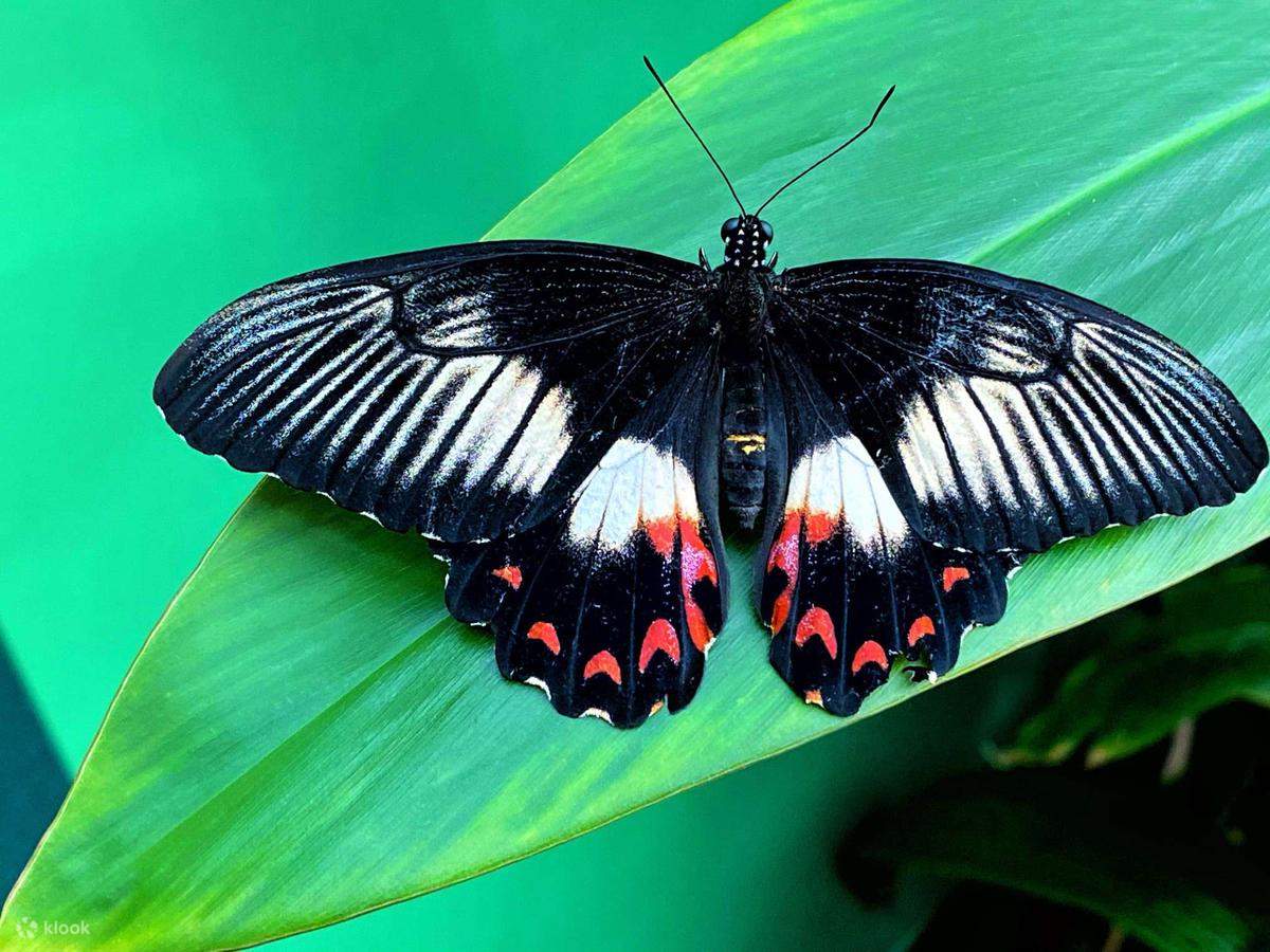 wild life sydney zoo - mariposa
