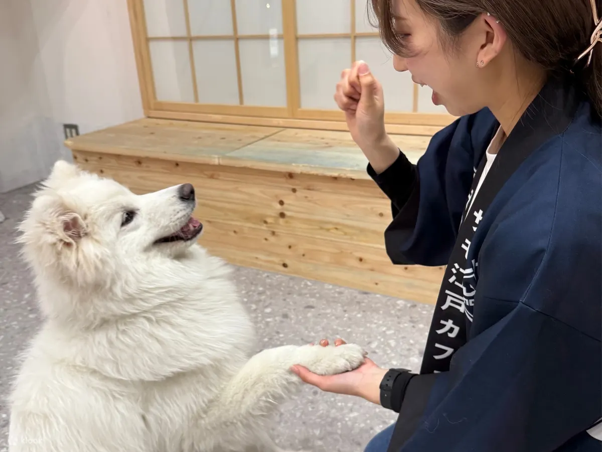 萨摩耶体验：在原宿近距离接触萨摩耶