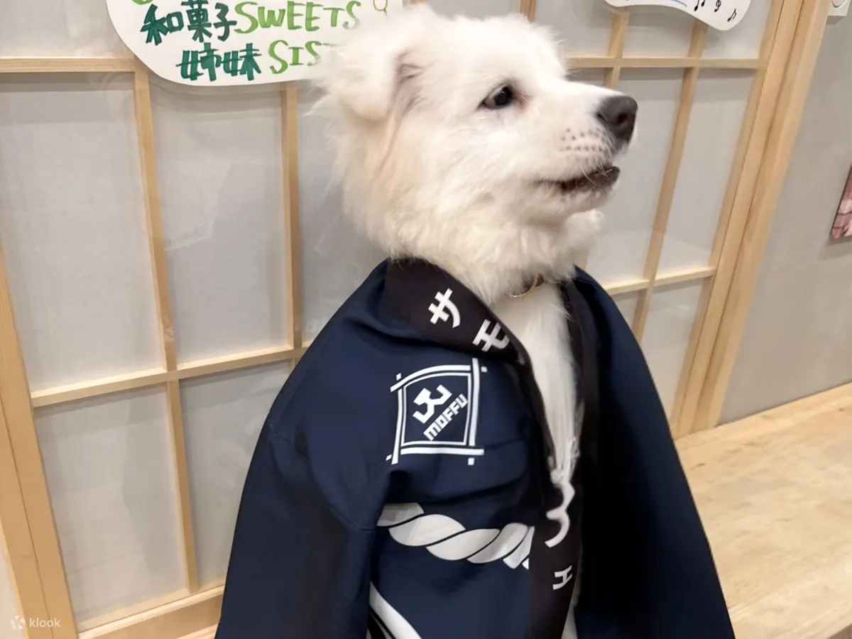 萨摩耶体验：在原宿近距离接触萨摩耶