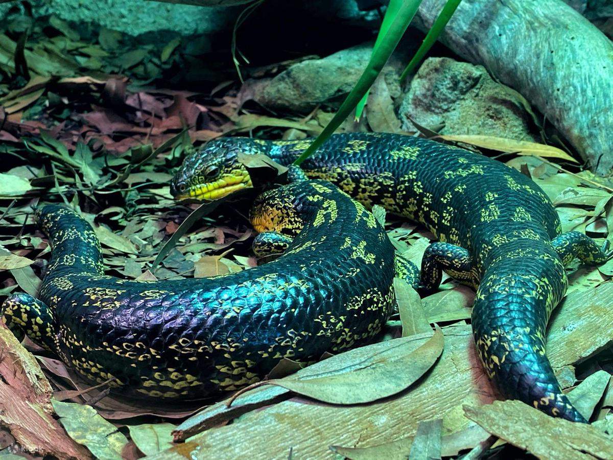 Zoológico Wild Life Sydney - Serpiente