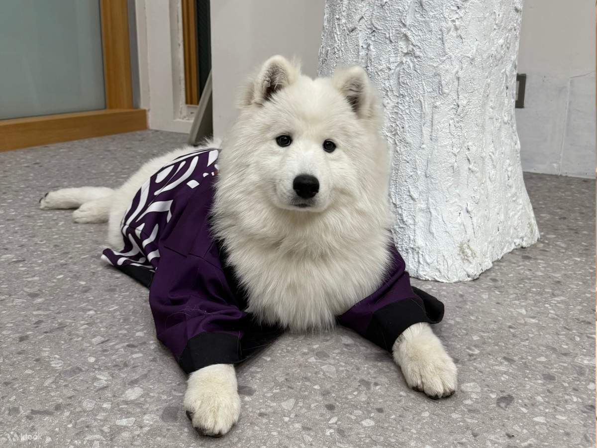 Samoyed Experience: Get Up Close and Personal in Harajuku - Klook