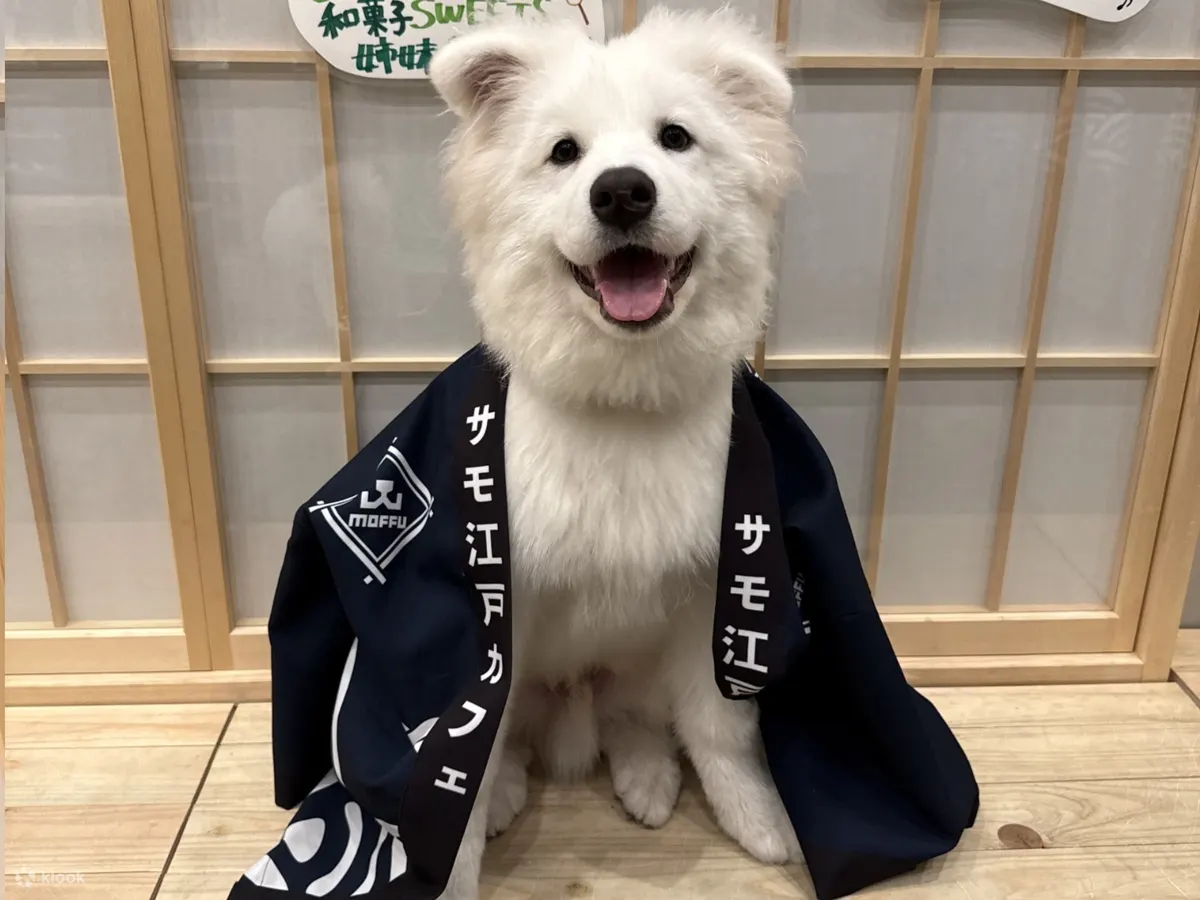 萨摩耶体验：在原宿近距离接触萨摩耶
