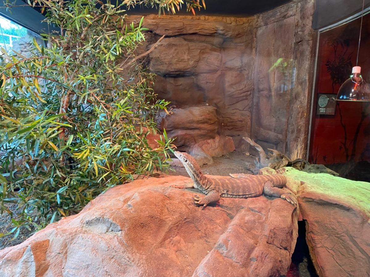 wild life sydney zoo - lagartos
