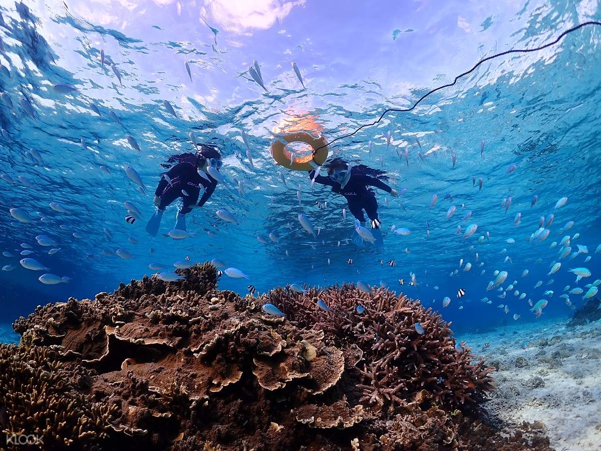 宮古島 サンゴ礁で少人数制シュノーケリングツアー 写真動画プレゼント Klook 日本 宮古島 サンゴ礁で少人数制シュノーケリングツアー 写真動画プレゼント Klook 日本