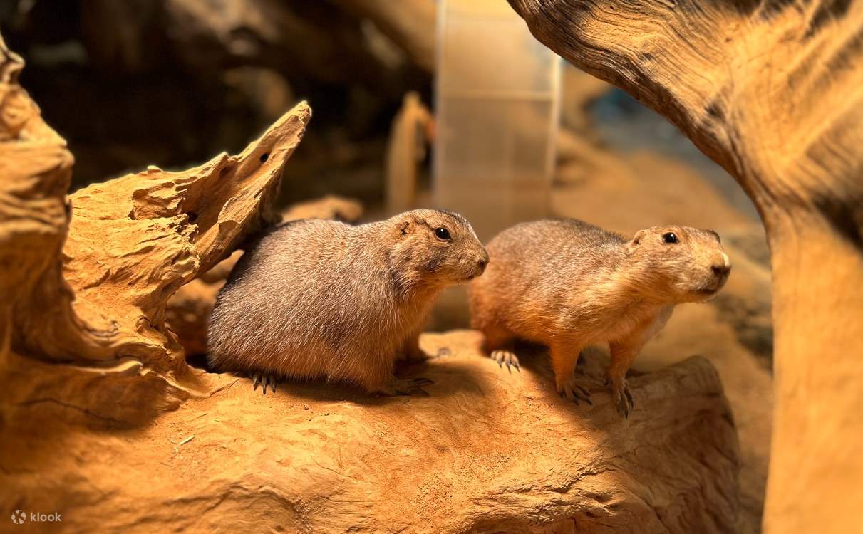 Tiket SeenB Indoor Animal (Capybara, Otter, dll.) Park