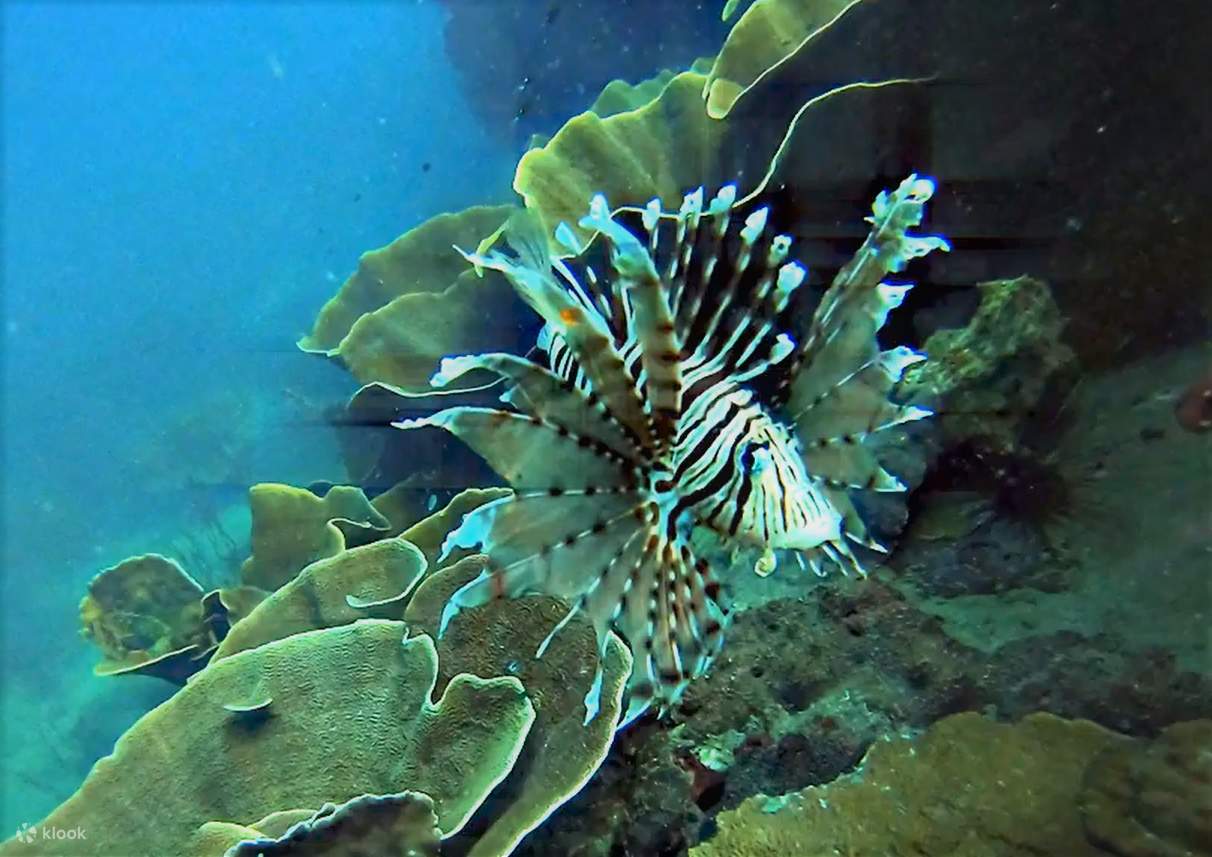 PADI Open Water Diver