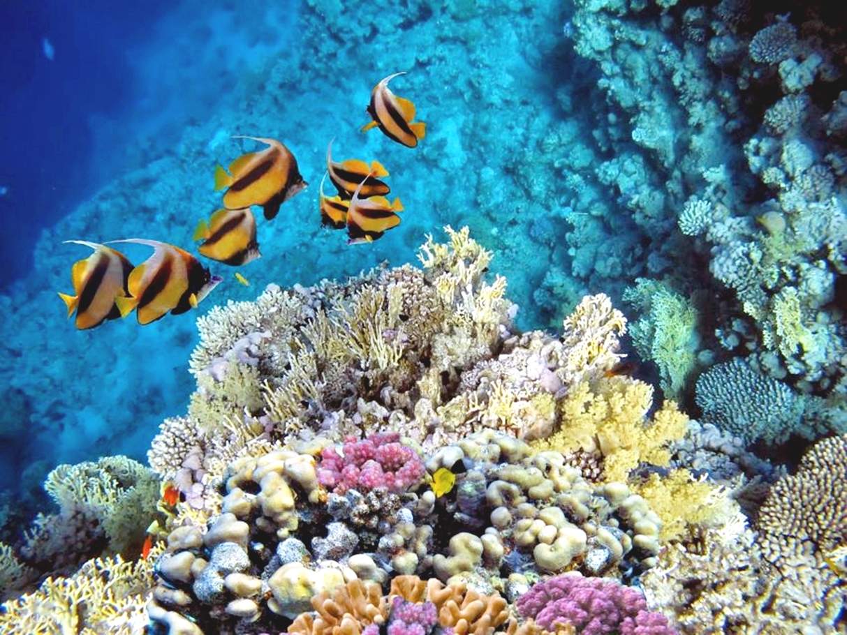 フルガダの水中世界を探検：マガウィッシュ島でのダイビング