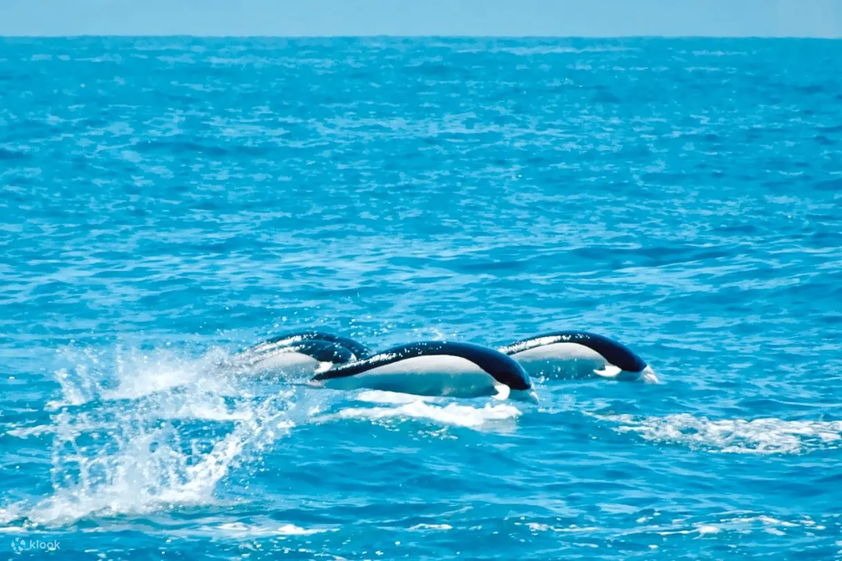 Dusky Dolphins jumping out of water kaikoura whale watch