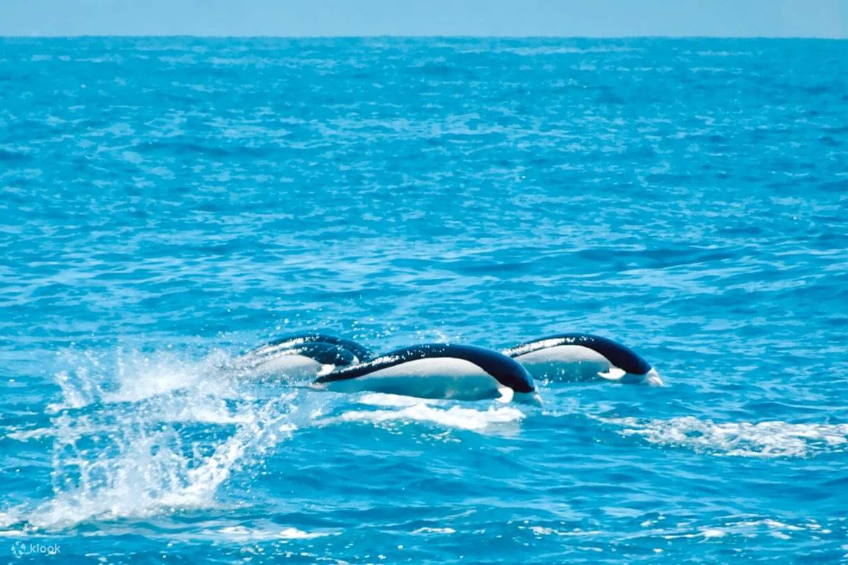ハラジロカマイルカ ホエールウォッチング