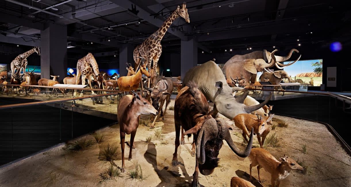 Museo Chimei - Storia naturale e fossili