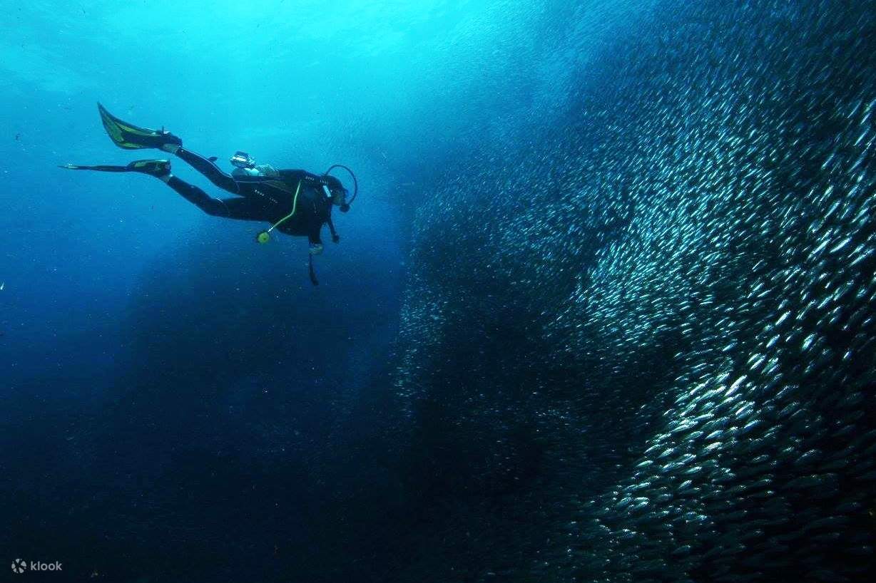 un subacqueo e un banco di pesci