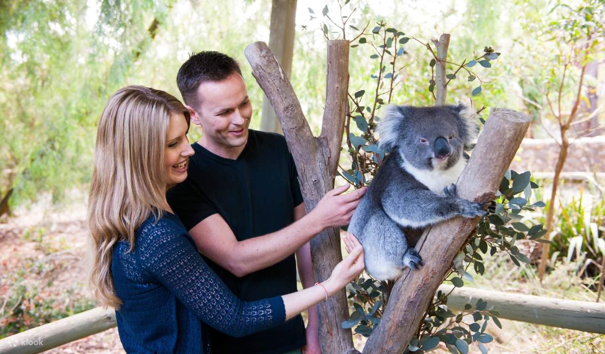 Tour Tự Hướng Dẫn Công Viên Cleland Wildlife Từ Adelaide - Klook
