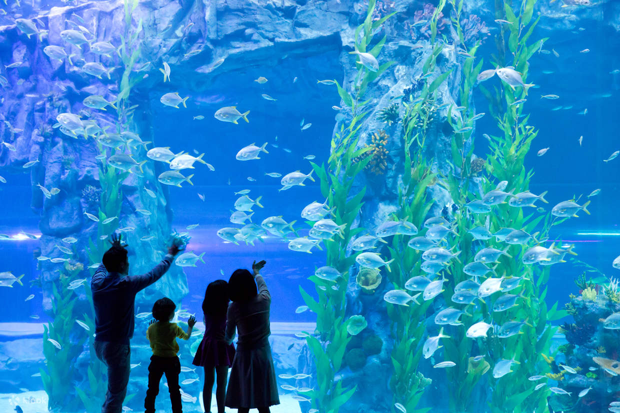 Vé Thủy Cung Lotte World - Klook Việt Nam