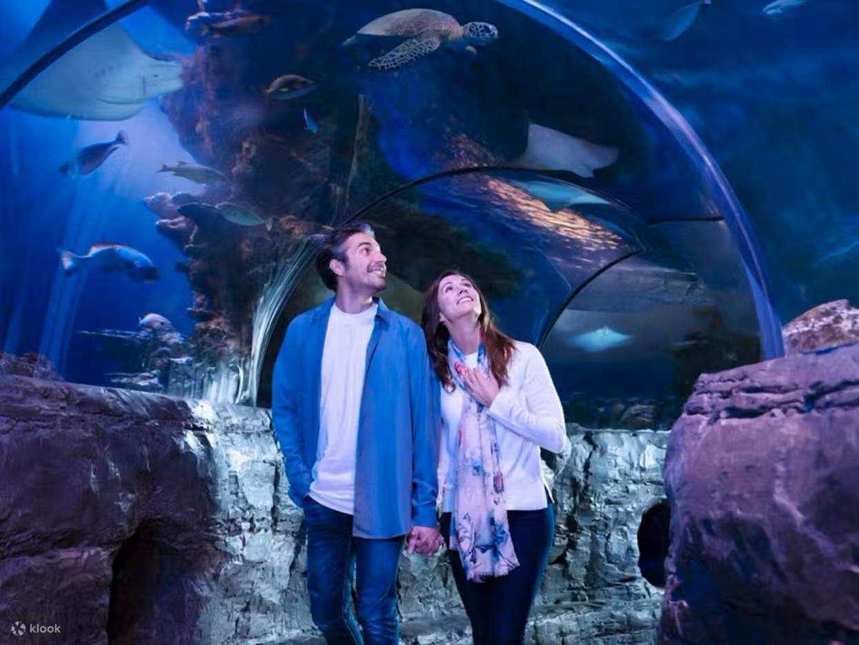 Пройдите через 360° туннель с акулами, скатами и красочными тропическими рыбами