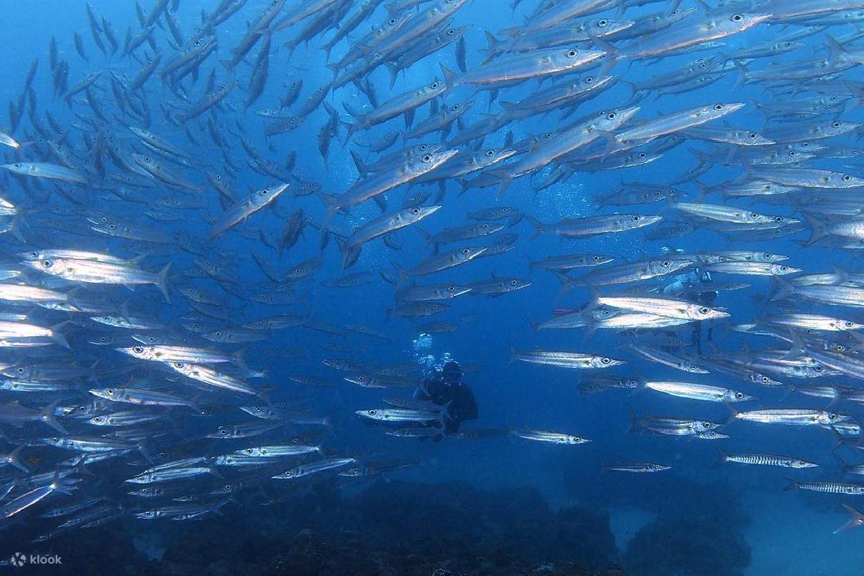 Erleben Sie Unterwassertauchen zwischen Fischen