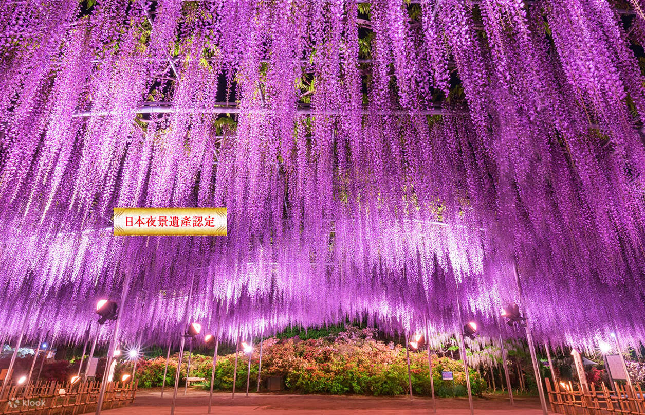 Adachi Flower Park Night Wisteria, Kamiso Torii, and Ibaraki