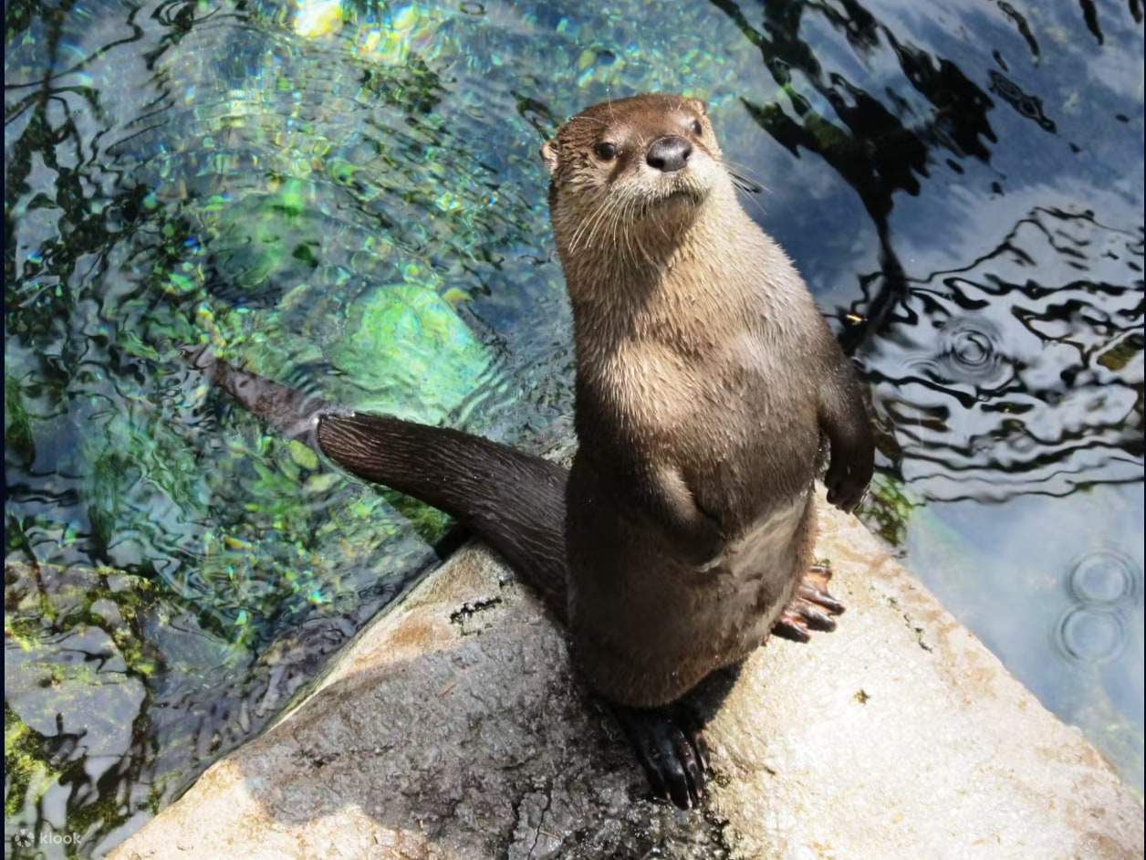 Temui salah satu penghuni yang paling ingin tahu, memerang yang suka bermain ini sentiasa bersedia untuk bergambar!