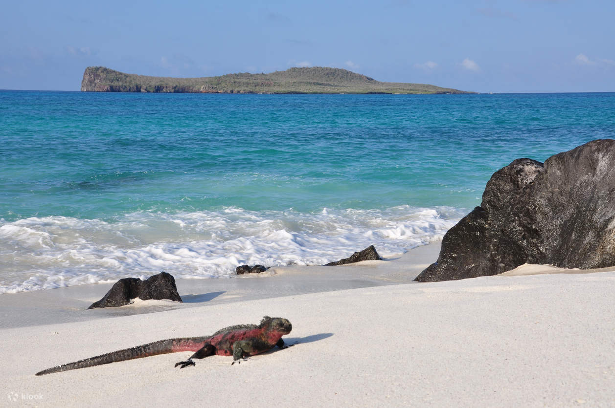 Gita di un giorno con snorkeling e pesca avventurosa all'isola di Pinzon nell'isola delle Galapagos - Klook Stati Uniti