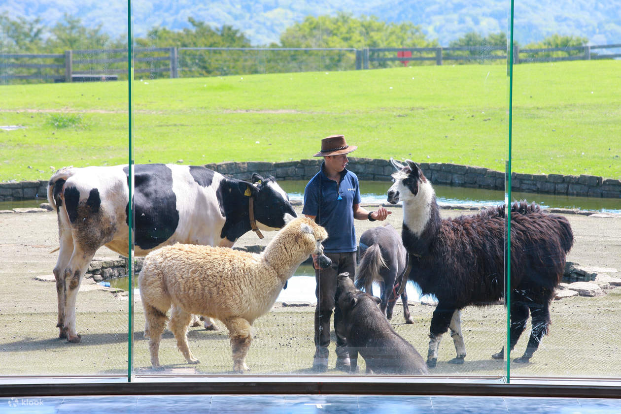Kominato Railway Nanohana Flower Field & Mother Farm & AllYouCanEat