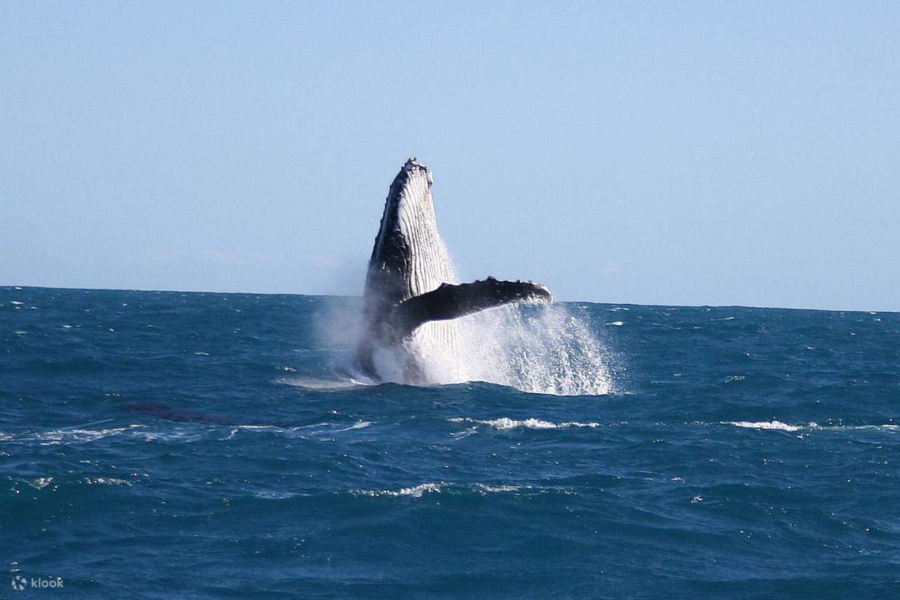 le comportement des baleines et les efforts de conservation
