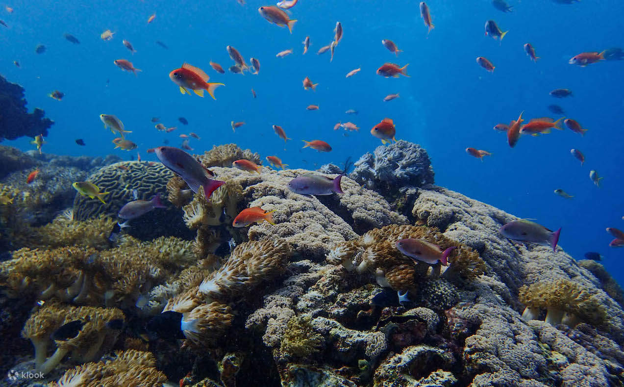 PADIオープン・ウォーター・ダイバーコース