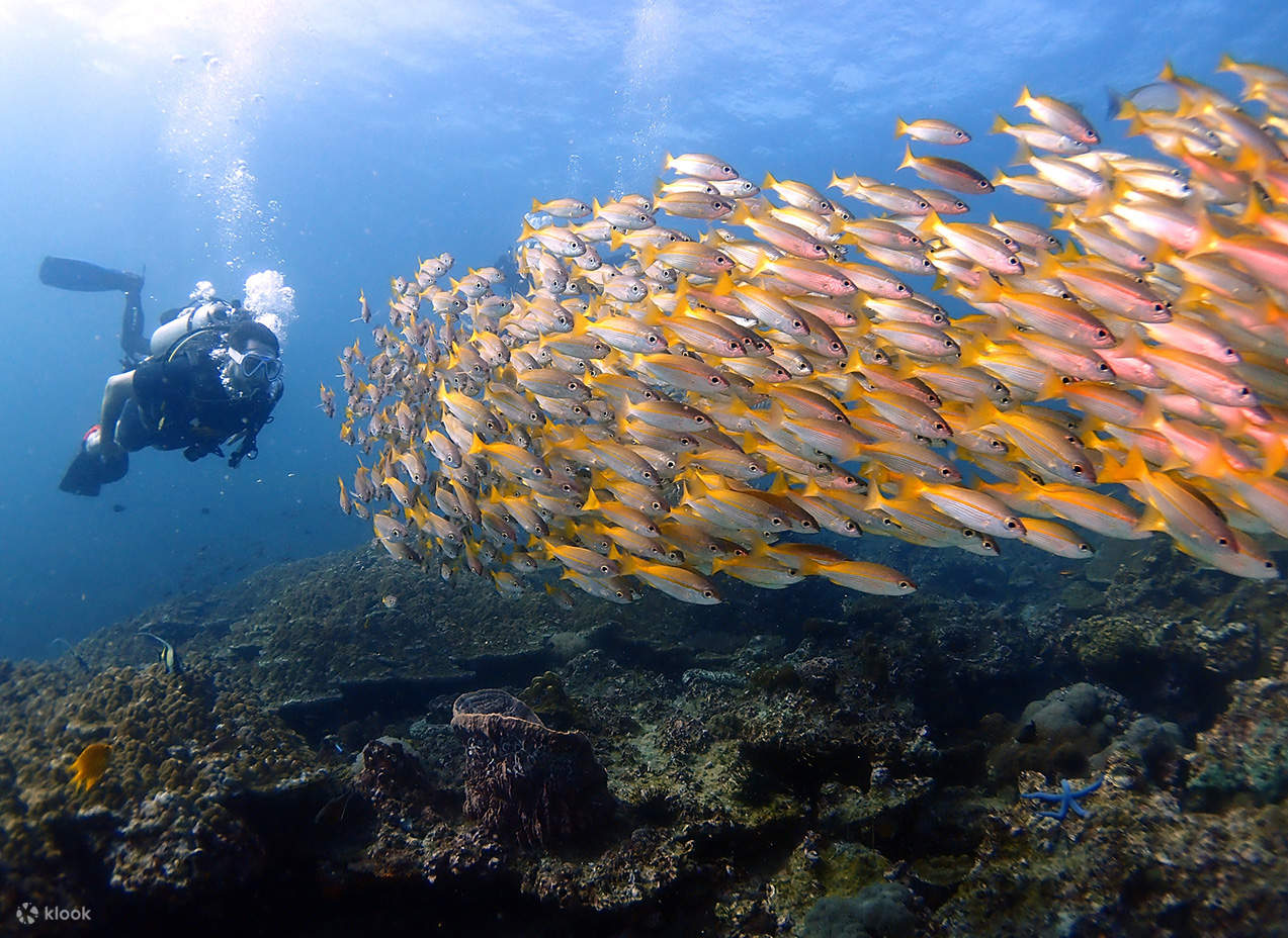 Indimenticabile immersione di mezza giornata