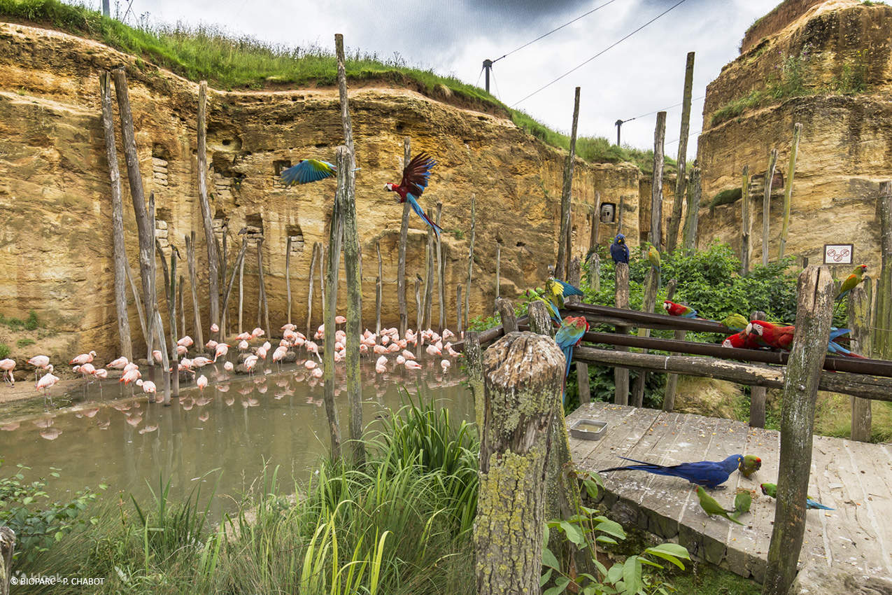 Billet pour Bioparc Doué la Fontaine - Klook