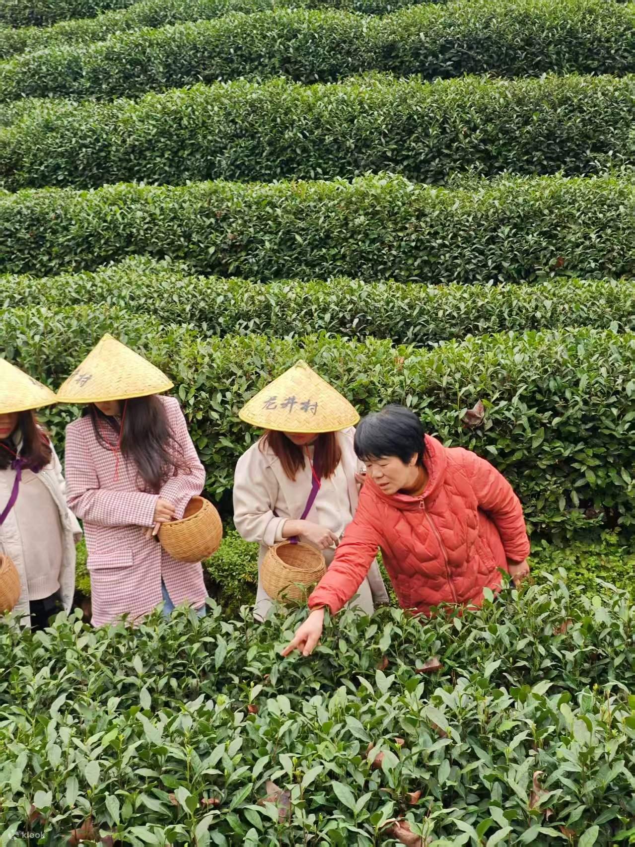 Hangzhou Longjing Tea Culture Half-Day Tour (Tea Picking + Tea Roasting ...