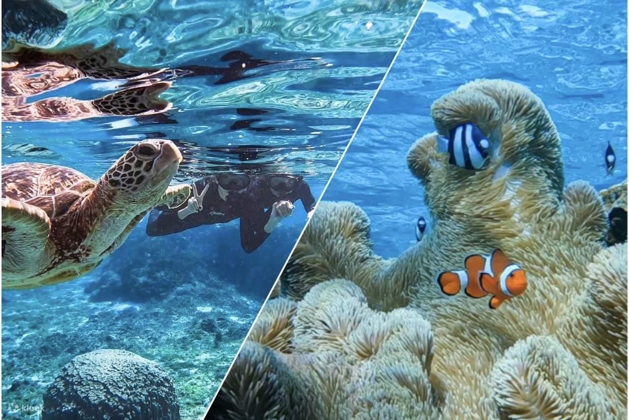 沖縄: 宮古島ウミガメとサンゴ礁シュノーケリング体験 | Klook