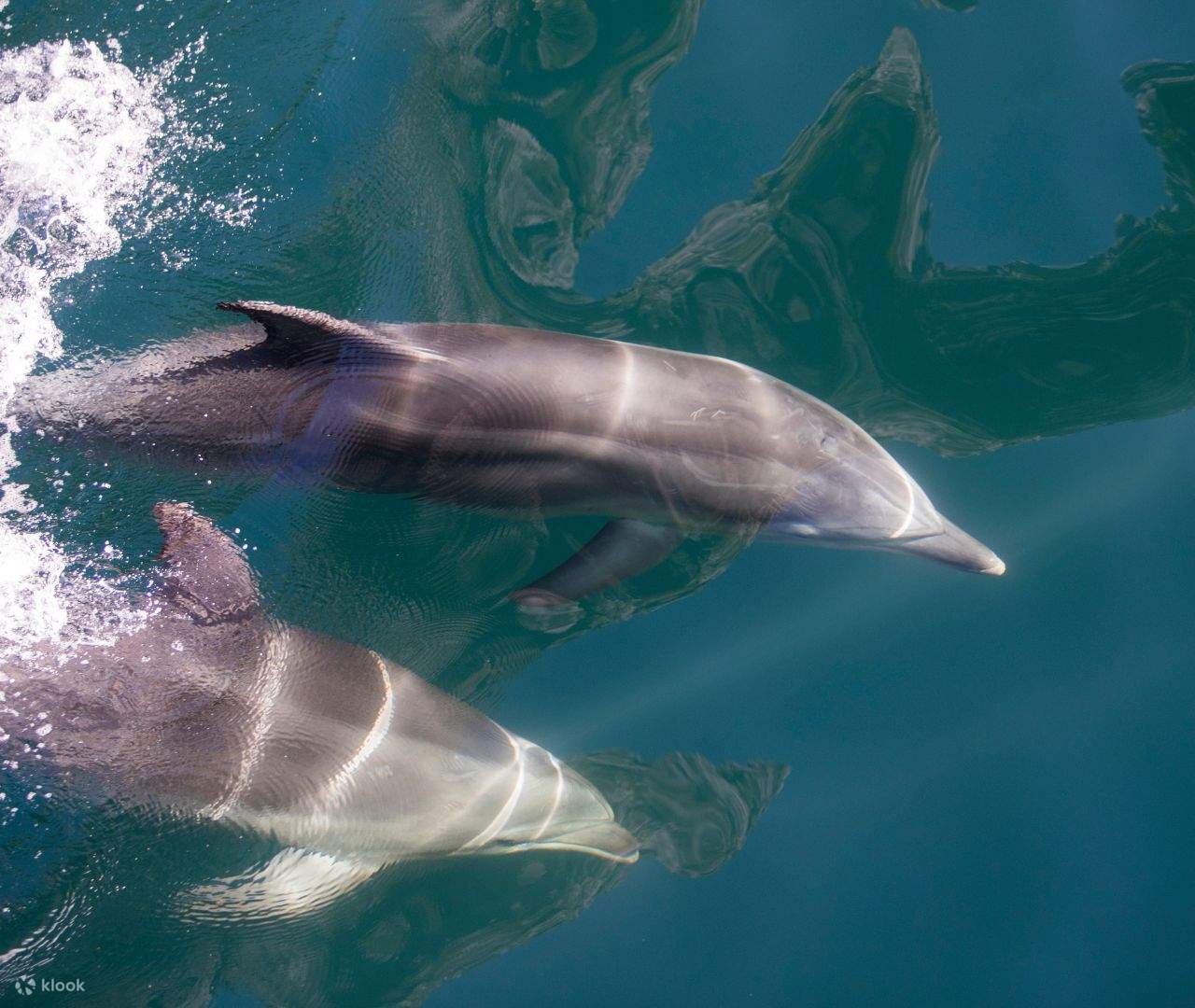 Observation de la faune