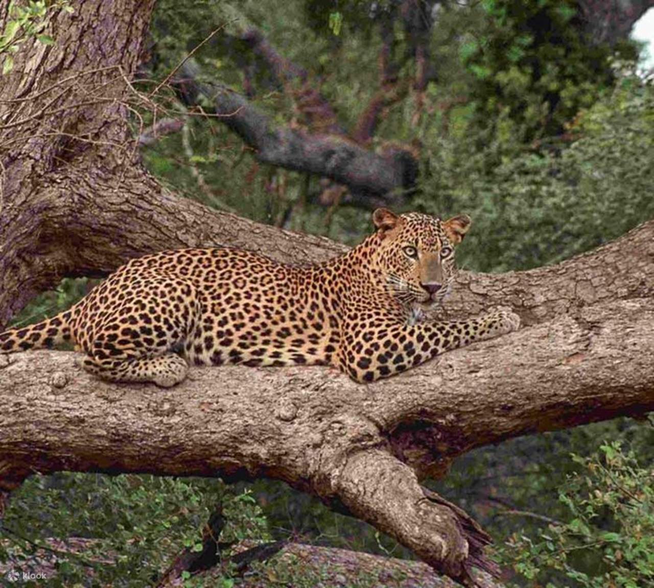 雅拉国家公园野生动物园半日游包团