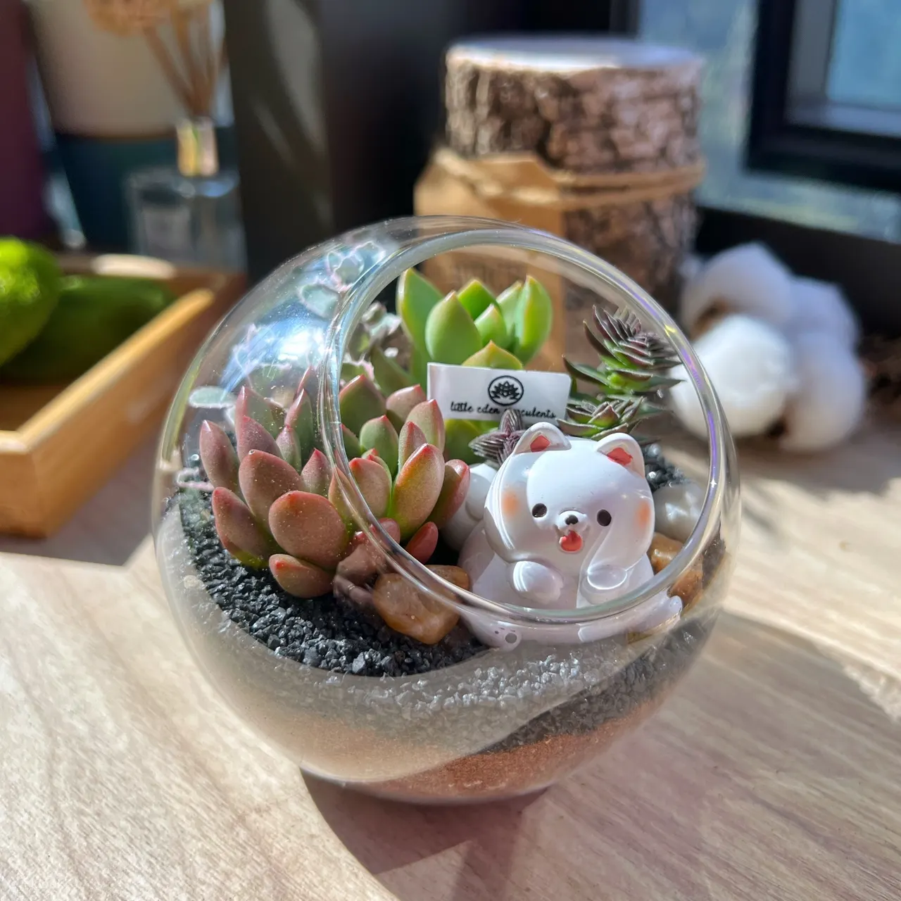 小伊甸园多肉植物玻璃容器
