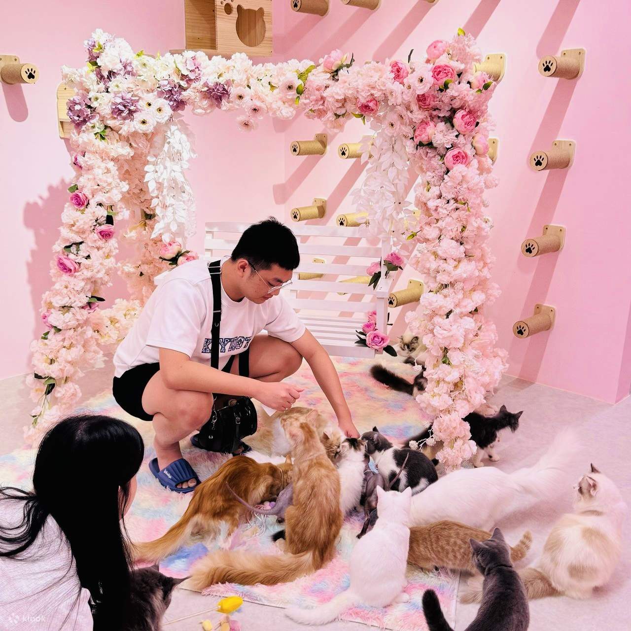 Inuyama Cat Cafe Klook Malaysia