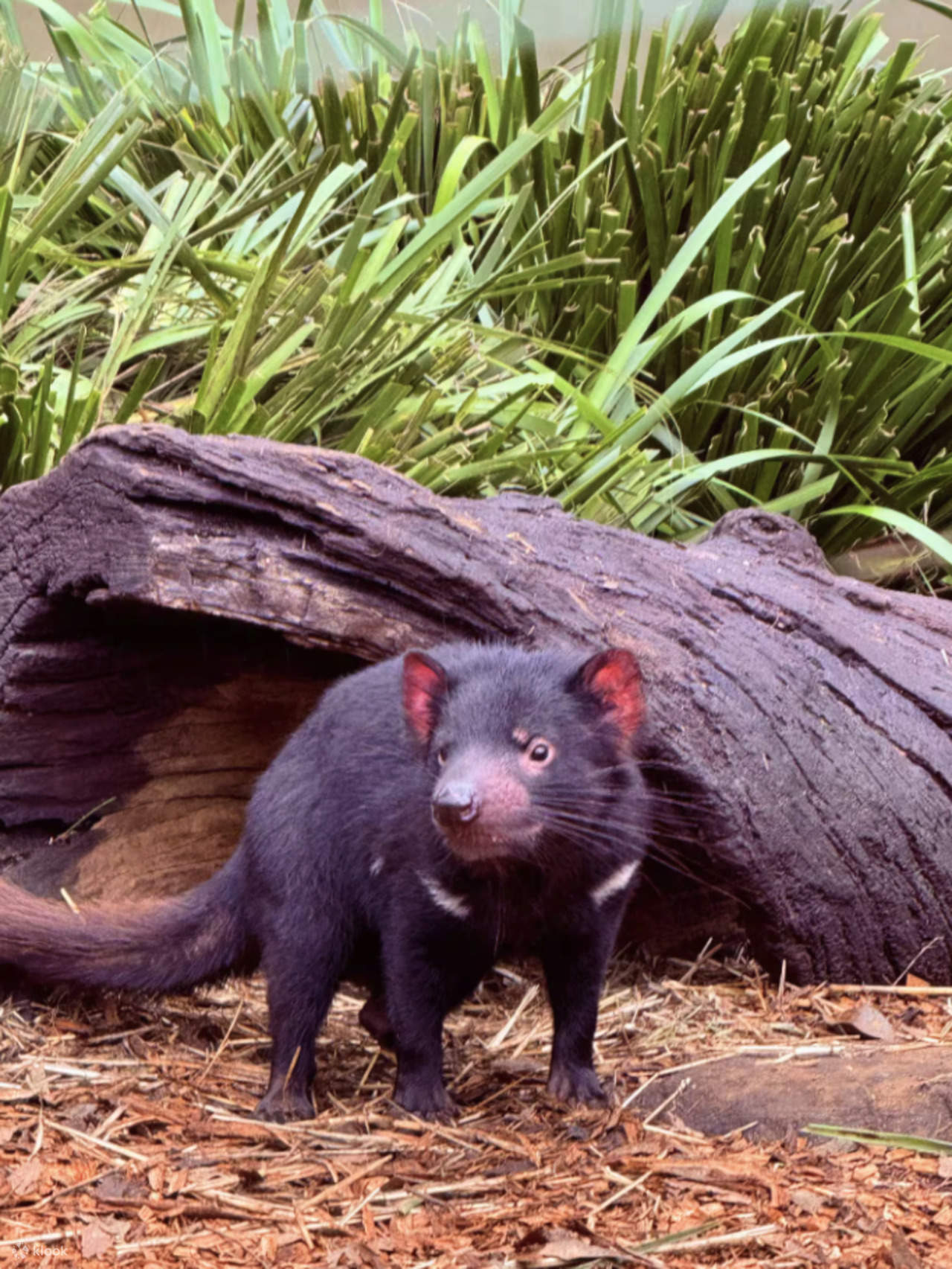 Pengalaman Bayi Haiwan, Boomerang dan Makan Tengah Hari BBQ