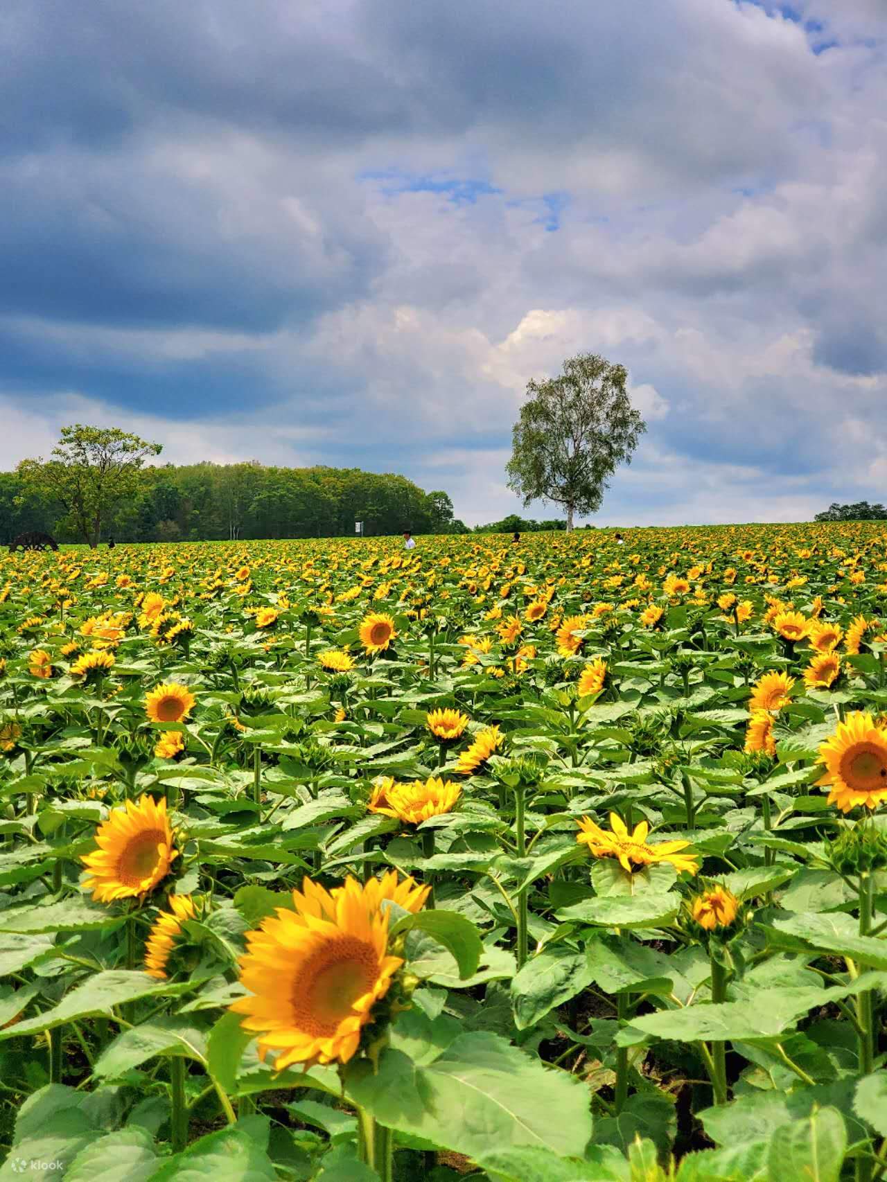 Hokkaido Asahiyama Zoo & Ueno Garden & Hokuryucho Sunflower