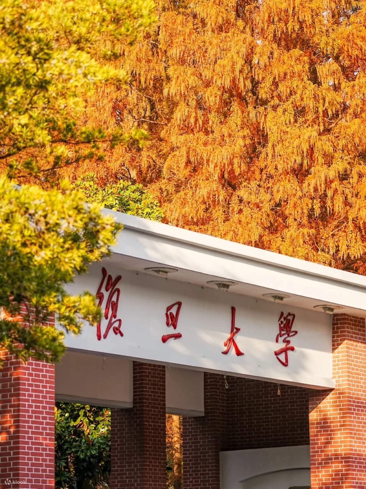 上海复旦大学&上海博物馆一日游（复旦校园漫步+触摸百年学府文脉+赏民国建筑韵味+上海博物馆探珍+凝视千年文物风华+聆听历史回声） - Klook