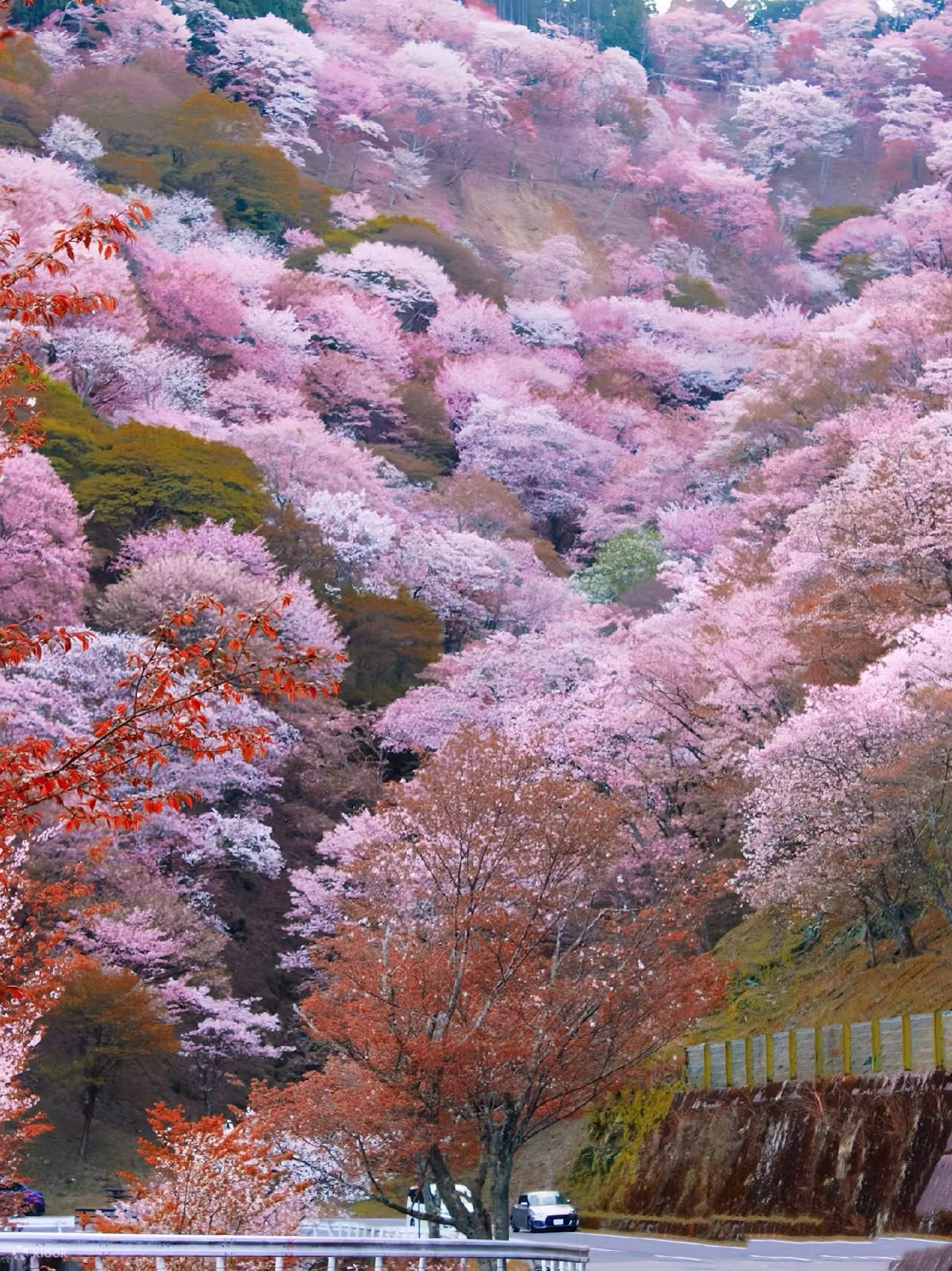 Uji Byodoin Temple & Nara Park & Todai-ji Temple Autumn Viewing Day ...
