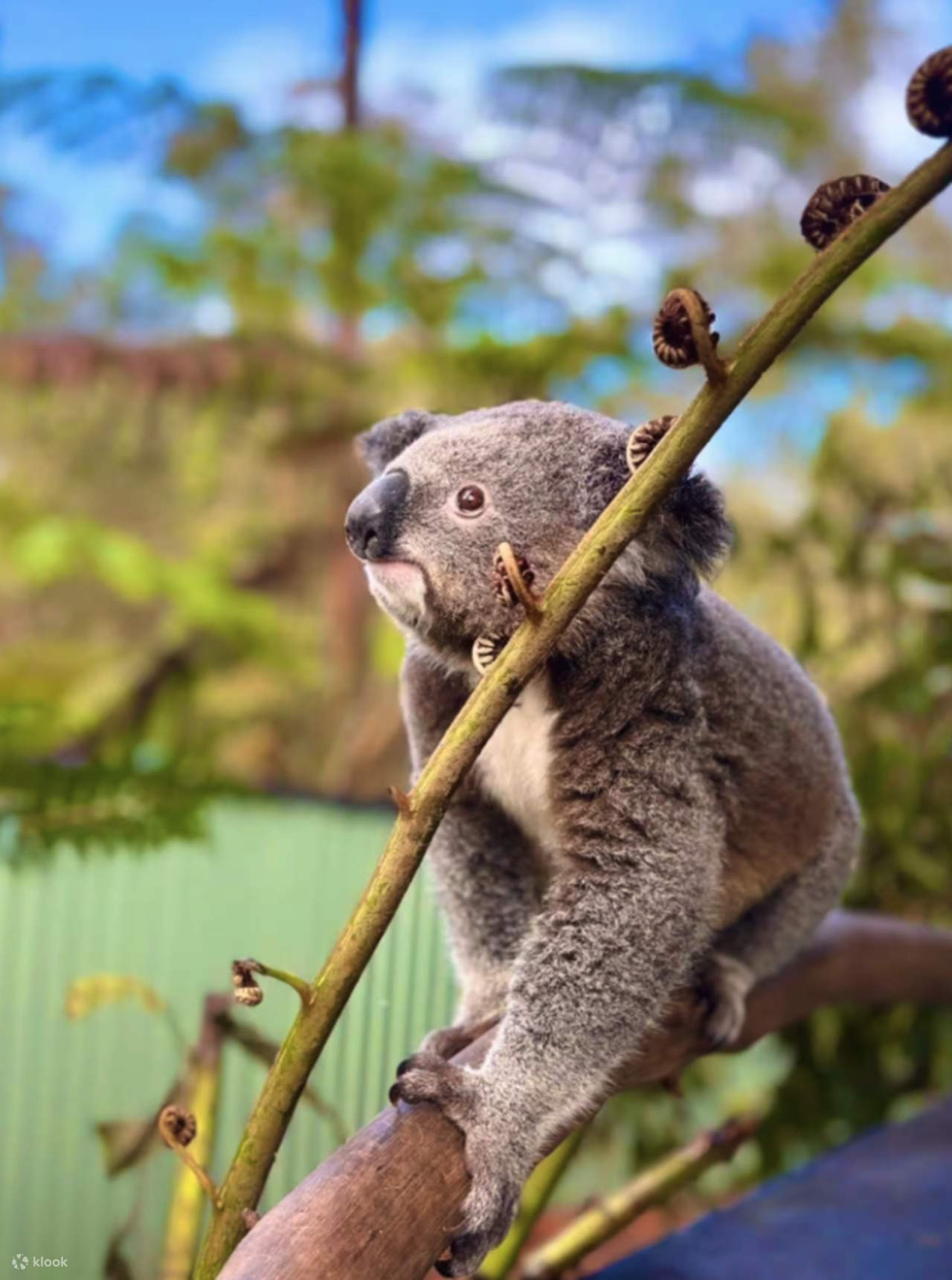 Pengalaman Bayi Haiwan, Boomerang dan Makan Tengah Hari BBQ