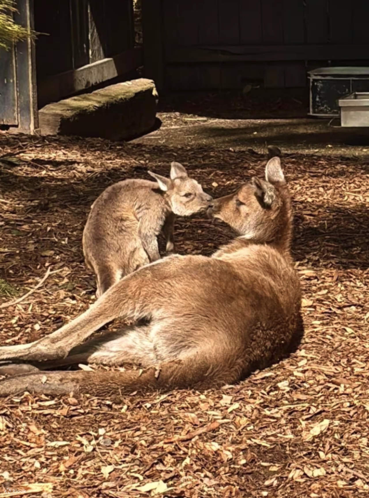아기 동물, 부메랑, BBQ 런치 체험