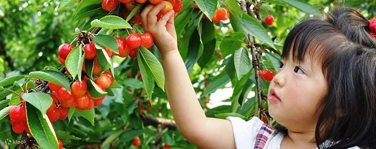 Watch Firefly at "Tsukiyono Firefly no Sato", Cherry Picking Experience