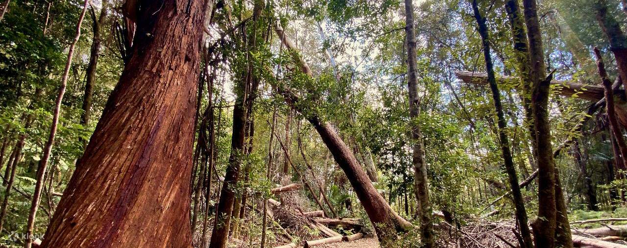 Springbrook National Park Day Tour from Brisbane Klook