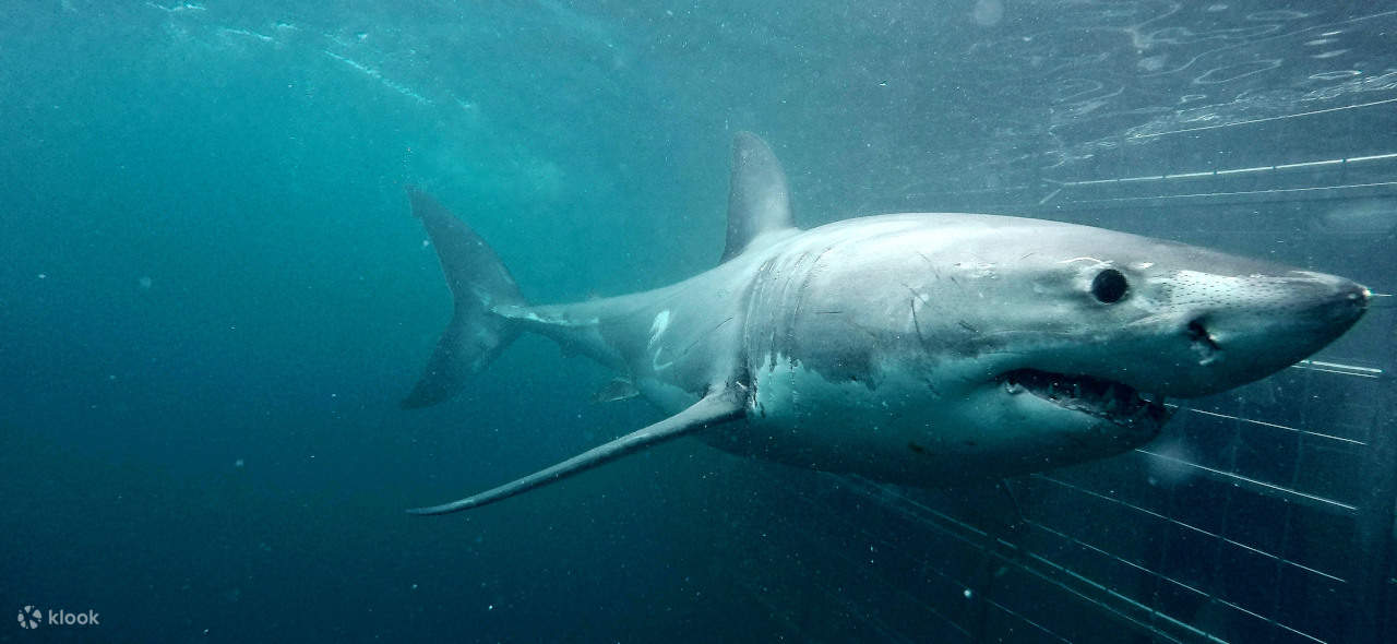 Shark Cage Diving Full Day Klook Singapore