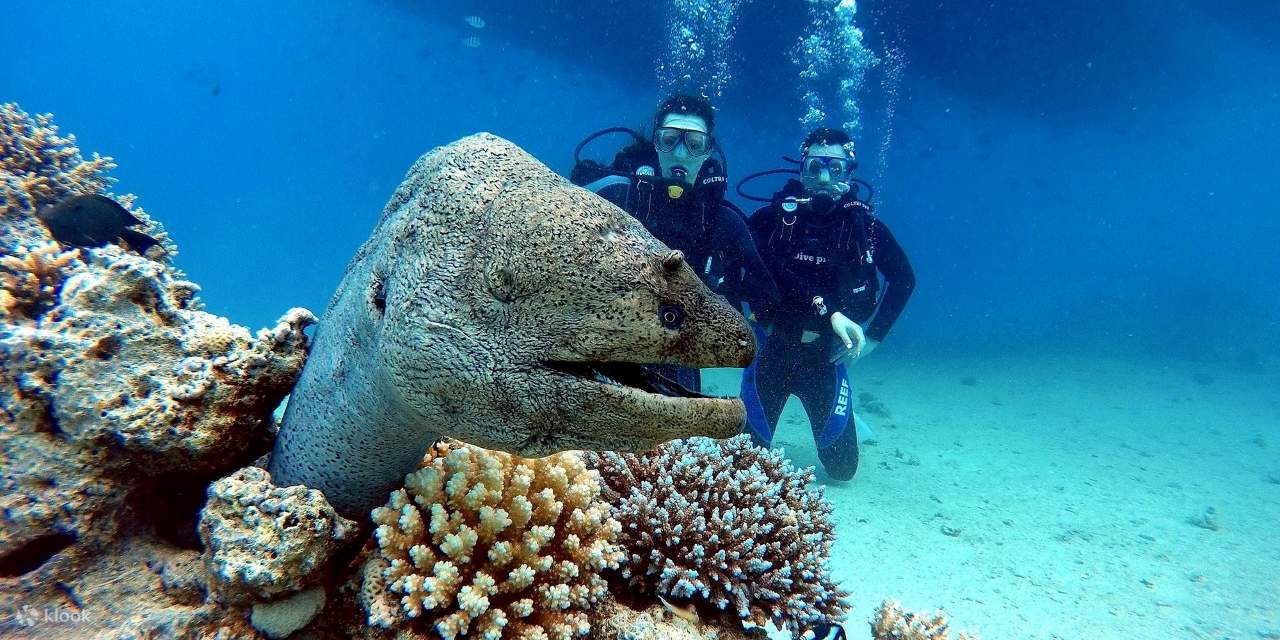 PADIオープン・ウォーター・ダイバーコース（3日間）- フルガダ