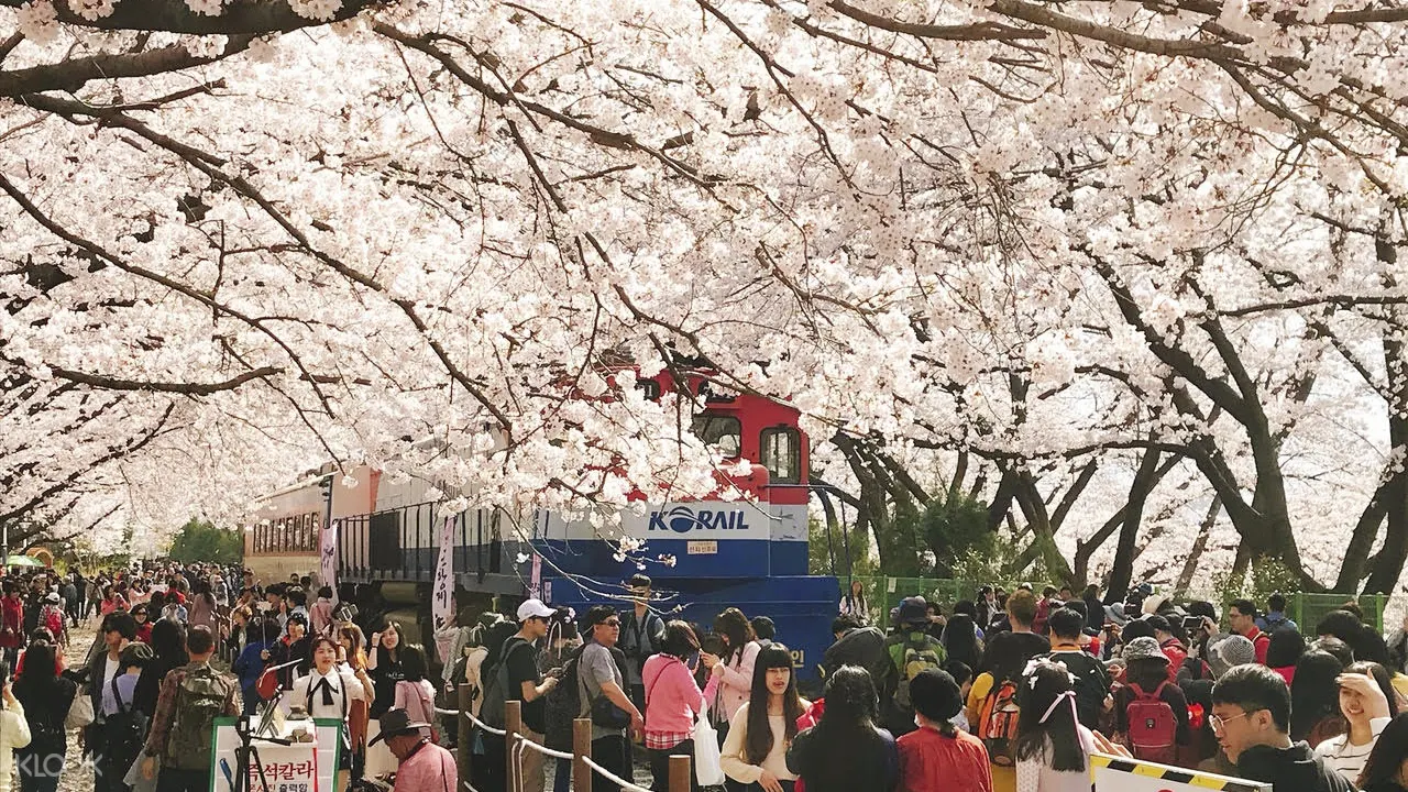 韓國櫻花2017